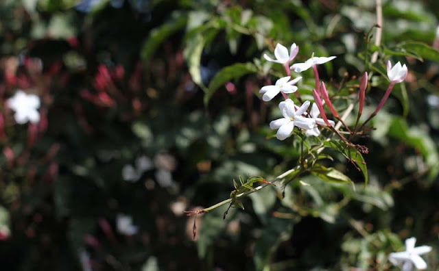 Jasminum Polyanthum Flowers