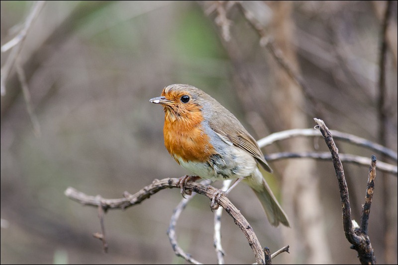 Robin