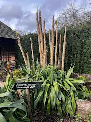 Mexican lily in Walled Garden