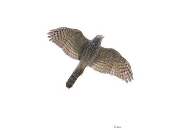 Besra - Accipiter virgatus