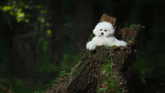 Bichon Frise