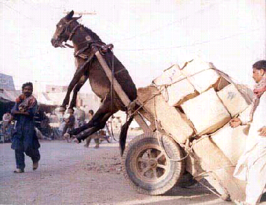 Carroça erguendo o cavalo.