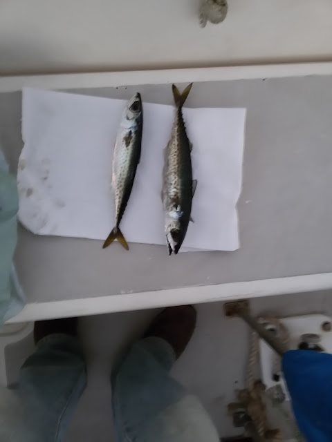 catching mackerel