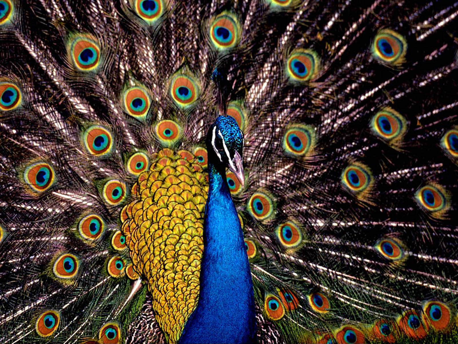 Keywords: Peacock Wallpapers, Peacock DesktopWallpapers, Peacock ...