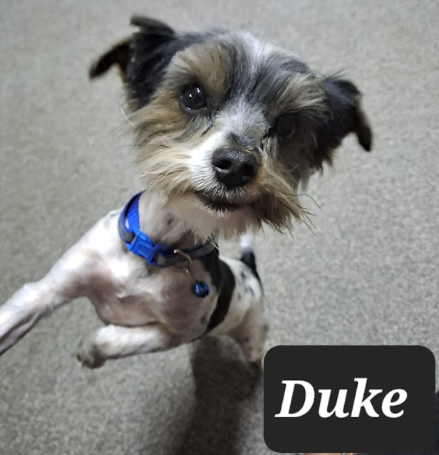 Duke 12 month old Yorkie boy