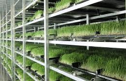 hydroponic fodder trays