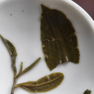 Língyún báichá 凌雲白茶   - Camellia sinensis var. pubilimba Hung T. Chang - 白毛茶 bai mao cha