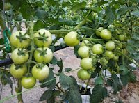 jual benih, tomat, panah merah, benih berkualitas, benih terbaik, harga murah, jarak tanam tomat, toko pertanian, online, lmga agro