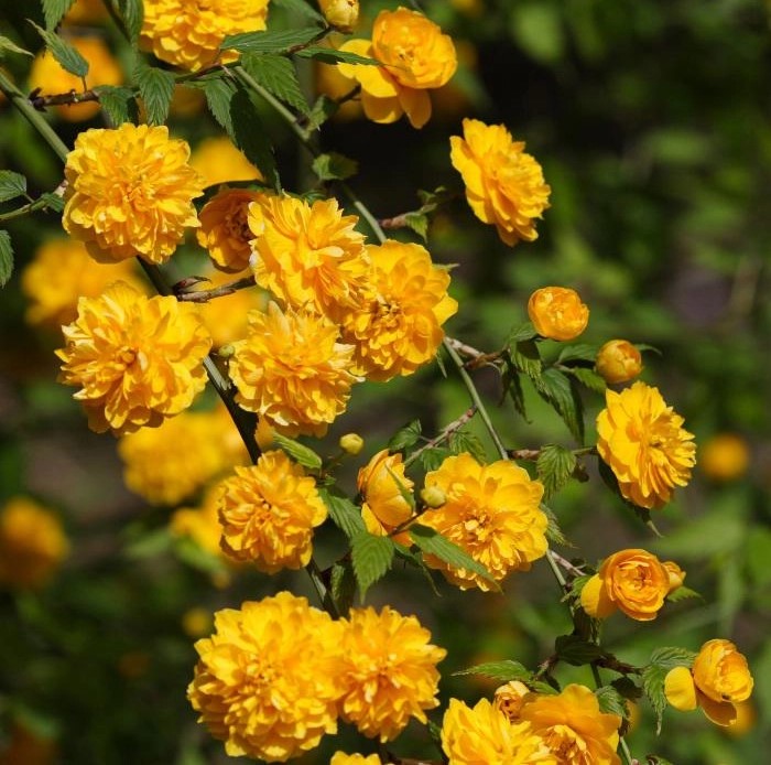 Kerria japonica 'Pleniflora'