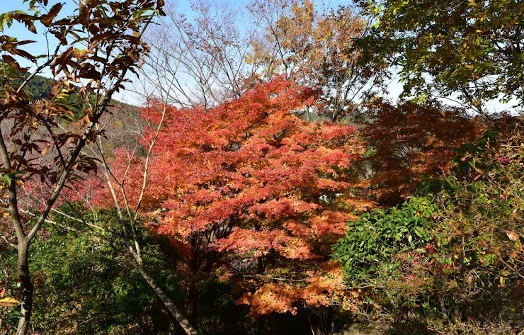 桜山公園の紅葉6