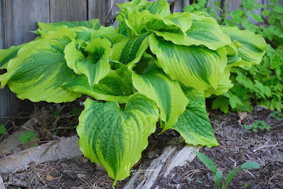 Hosta One Last Dance care