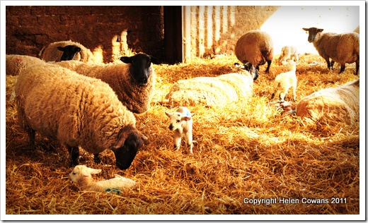 sheep2