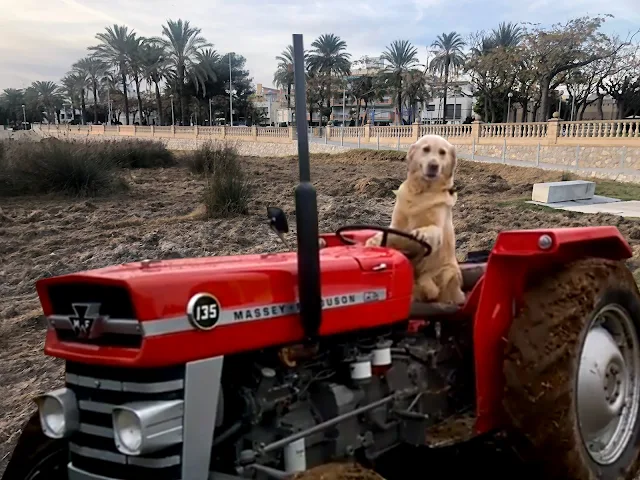 El gos Firulais va robar ahir un tractor i va desplaçar-se fins a Ribes Roges per destruir el sistema dunar.