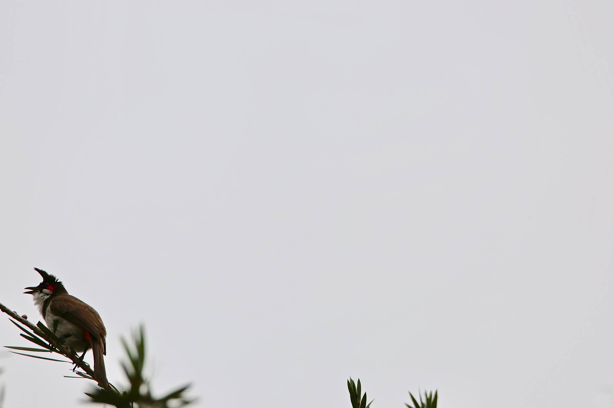 Red whiskered Bulbul Background high resolution free