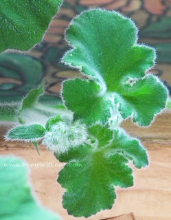 Peppermint Pelargonium hairy leaves 