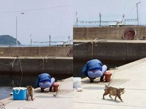 Gato Obteniendo Comida Facil