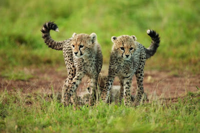 Cheetah Cubs