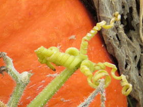 pumpkin tendrils