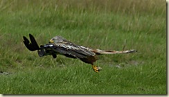 kite 4 meat