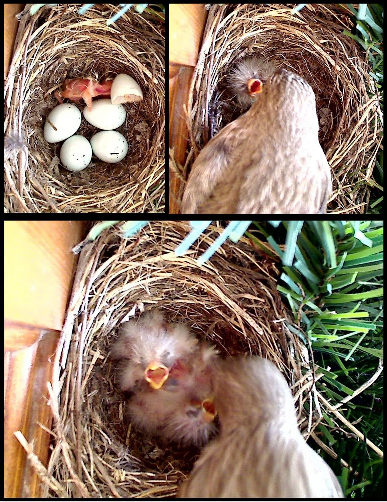 what to feed baby finches wild