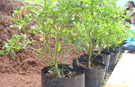 Inspirasi 24+ Cara Menanam Cabe Di Poly Bag