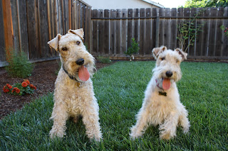 Our Wire Fox Terriers - The Tipsy Terrier blog