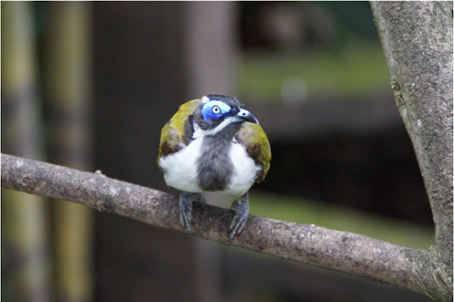 Observe birds at Tracy Aviary