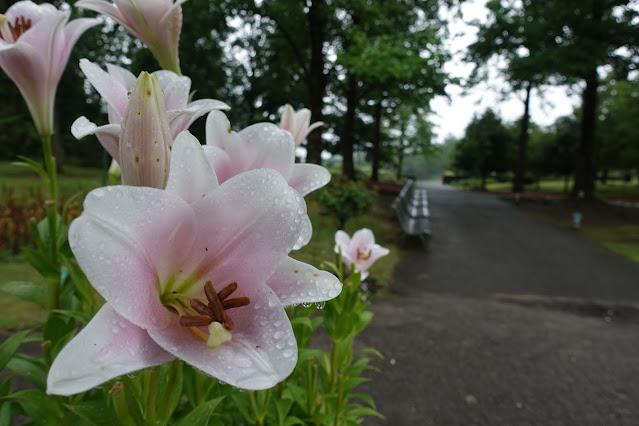 とっとり花回廊のユリ（百合）