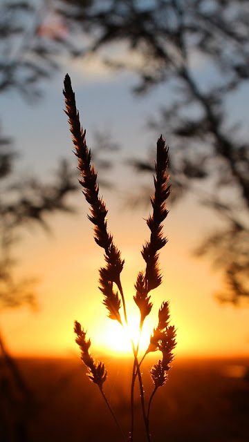 Nature, Grass, Sunset, Sun