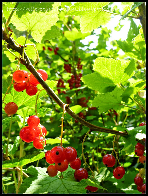 ripe redcurrant jewels