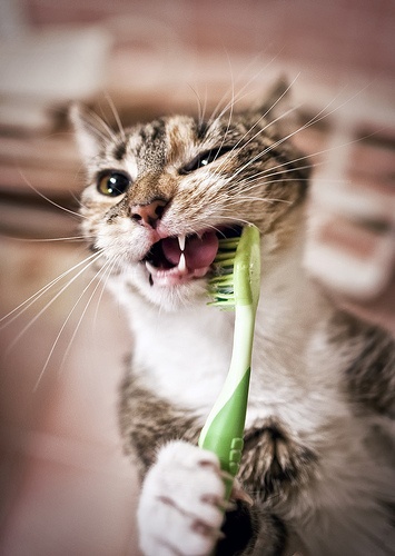 Dental Disease is No Laughing Matter! | Paws and Prayers ...