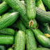what are the benefits of Cucumber