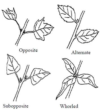 Different types arrangement of the leaves on the stem