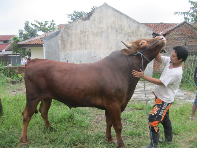 diet ternak sapi