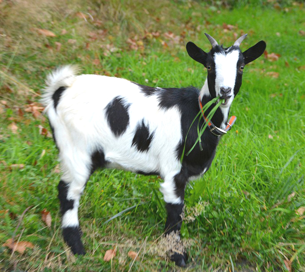 goat farming, commercial goat farming, advantages of goat farming, disadvantages of goat farming, goat farming disadvantages