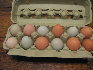 Carton of multi-colored organic eggs