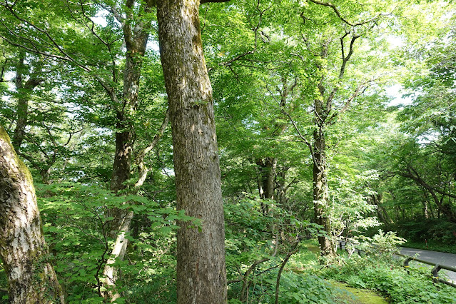 大山寺周辺の大山環状道路