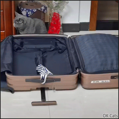 Hilarious Kitten GIF • High jump! Blue cat startled by a kitten suddenly jumping in a suitcase, hahaha! [ok-cats.com]