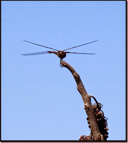 dragonfly1IMG_3616