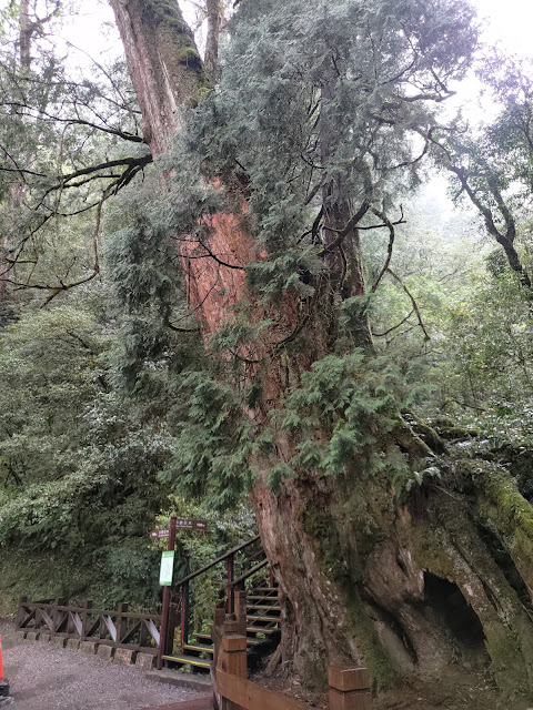 拉拉山國家森林遊樂區 - 神木4號