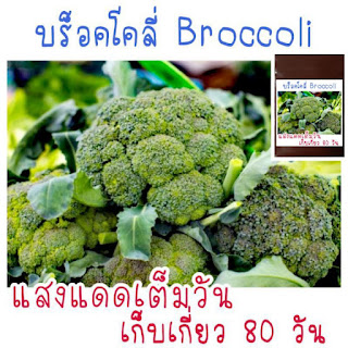 พันธุ์ดอกใหญ่!! 50 เมล็ด เมล็ด​พันธุ์​ บล็อคโ​คลี่​ Broccoli
