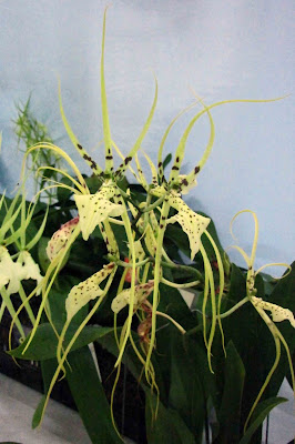 Brassia wageneri - Wagner's Brassia care and culture