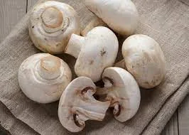 Mushroom : Rich Source Of Protein