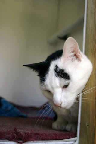 Lucy in a cat pen is marking it, so as to make it smell right.