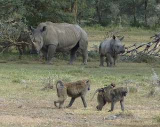 Wild Life Safari Tour