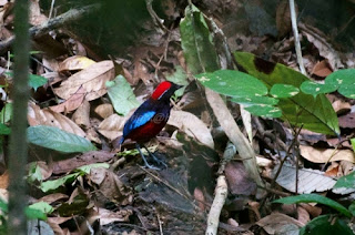 Garnet Pitta