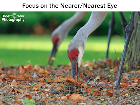 Focus on the Nearest Eye | Boost Your Photography