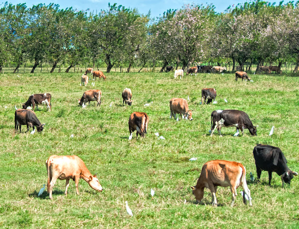 Jamaica Hope cattle