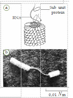 Virus  TMV yang  ditemukan  oleh Wendell M.  Stanley. (a) Struktur  virus TMV yang tersusun atas RNA dan  subunit protein. (b) Hasil  pembesaran virus TMV menggunakan mikroskop elektron 