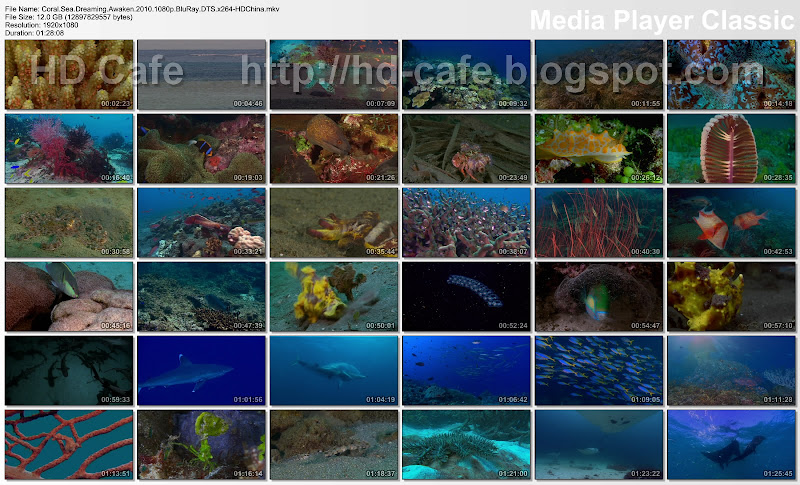 Coral Sea Dreaming - Awaken 2010 video thumbnails